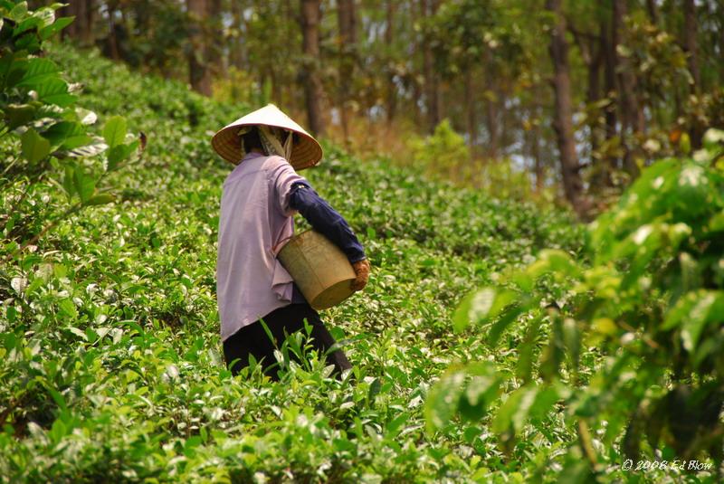 Tea fields.jpg - Near Dalat